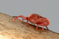 (Prostigmata - Trombidiidae - Allothrombium sp.)